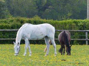 Ecurie les Grainvilleries : pension pour chevaux au pré au printemps