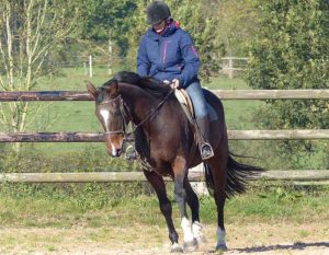 cours d'équitation perfectionnement individuel. Cours d'équitation individuel