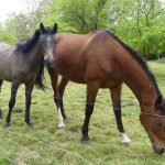 Jument et poulain Ecurie les Grainvilleries