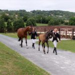 Ecurie les Grainvilleries : concours cheval élevage. Jument suitée