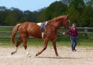 Installations Ecurie les Grainvilleries : rond de longe