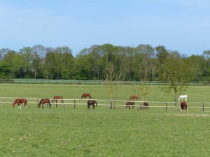 Pension chevaux au pré en Normandie : Grainvilleries