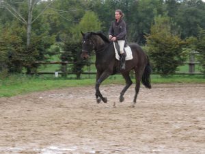 Ecurie Grainvilleries travail et préparation cheval propriétaire