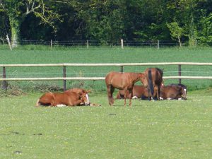 Ecurie les Grainvilleries : pension pour chevaux au pré en Normandie