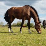 Ecurie les Grainvilleries : pension pour chevaux au pré ou boxe