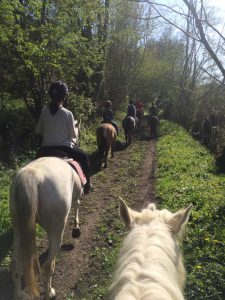 Ecurie les Grainvilleries : promenade à cheval campagne normande